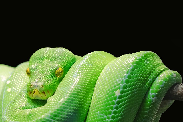 Dlaczego Python?